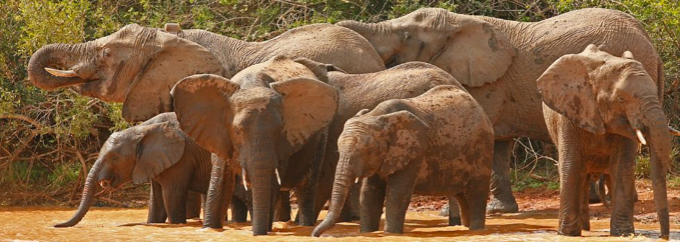 Elephants at Sandibe Safari Lodge, Botswana