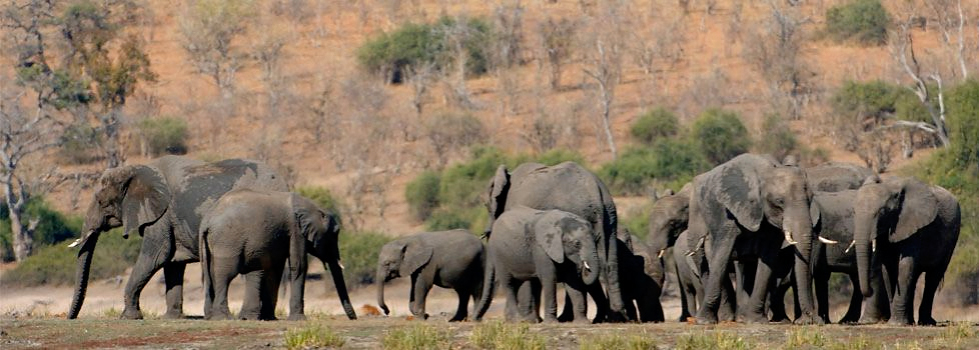 Elephants in Savute, Chobe NP, Botswana