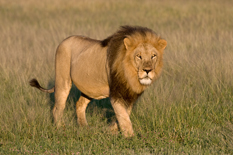 Kalahari black-maned Lion