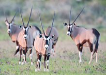 Gemsboks in the Central Kalahari