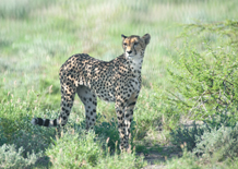 Cheetah in the Central Kalahari