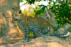 Young leopard in Moremi Game Reserve