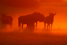 Wildebeest sunset in the Okavango