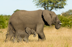 Elephant and calf in Moremi