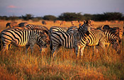 Zebras on the Savuti Marsh