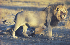 Kalahari lion at Kgalagadi