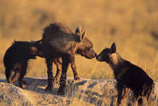 Brown hyenas in the Makgadikgadi