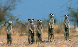 Meerkats in the Makgadikgadi