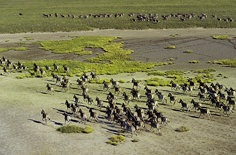 Zebras in the Makgadikgadi