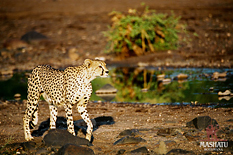 Cheetah at Mashatu