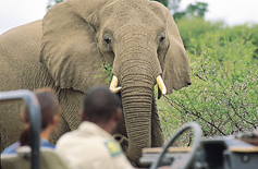 Elephant at Mashatu