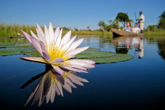 Water lily and mokoro safari