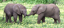 Elephants in Northern Tuli Game Reserve, Botswana