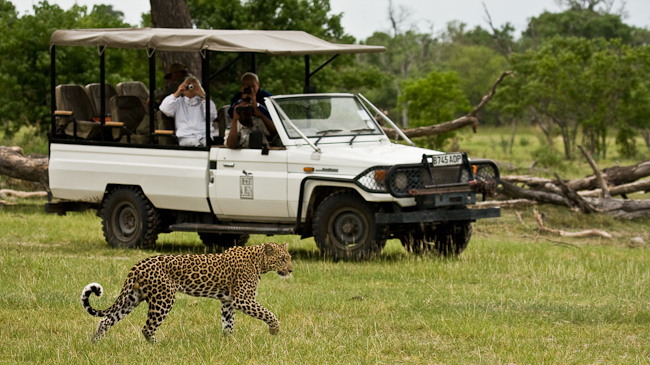 Leopard sighting at Camp Moremi in Botswana