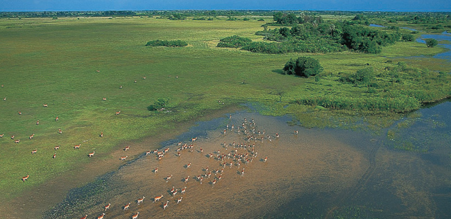 Aerial view over the Okavango Delta - Camp Okavango