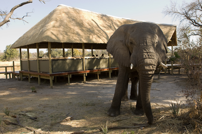 Elephant at Lediba