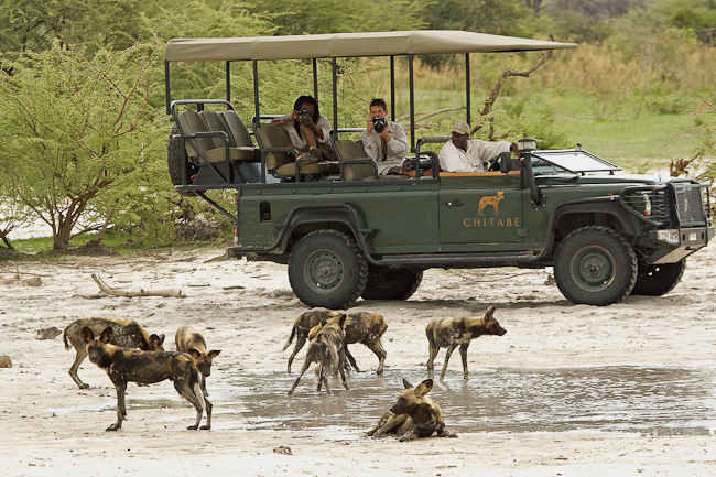 Wild dogs at Chitabe