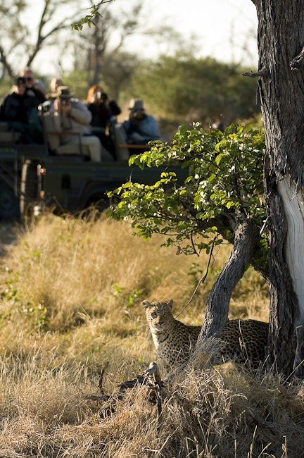 Tracking leopard at Chitabe