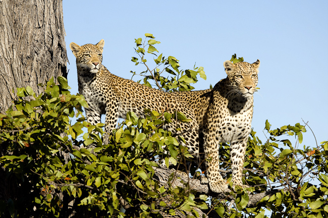 Leopard and her sub-adult cub seen at Chitabe