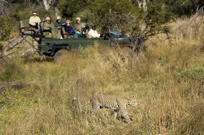 Leopard seen on a Chitabe Lediba game drive