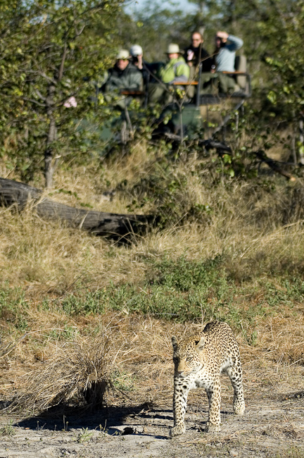 Game drive and leopard viewing