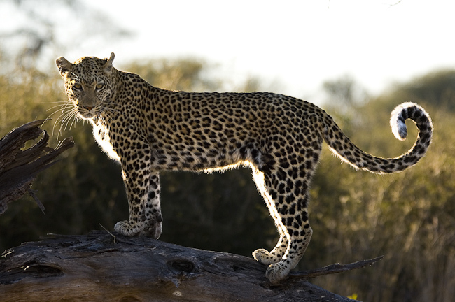 Leopard posing at Chitabe