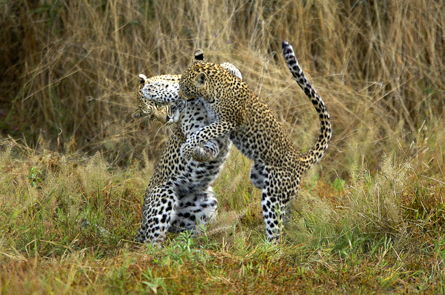 Leopard and cub playing
