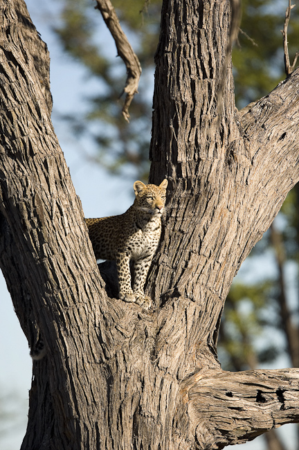 Leopard posing in a tree