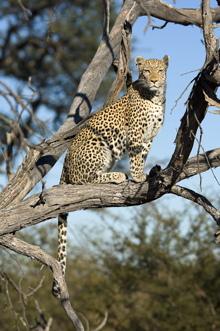 Leopard at Chitabe