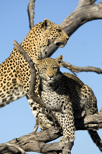 Leopard and sub-adult cub posing
