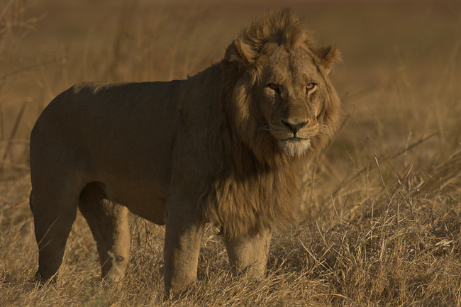 Lion during dry times