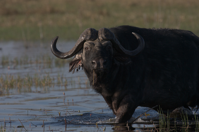 Wading buffalo
