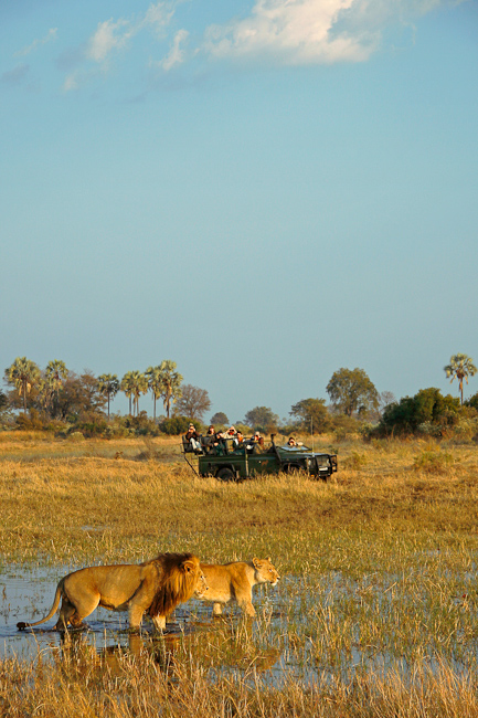 Lions and game drive at Chitabe