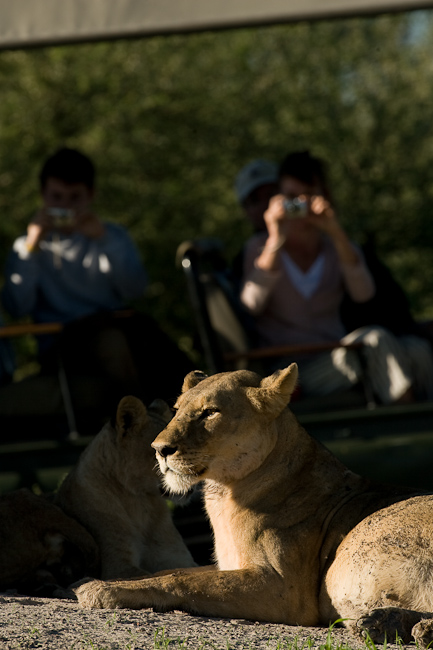 Lion sighting at Chitabe