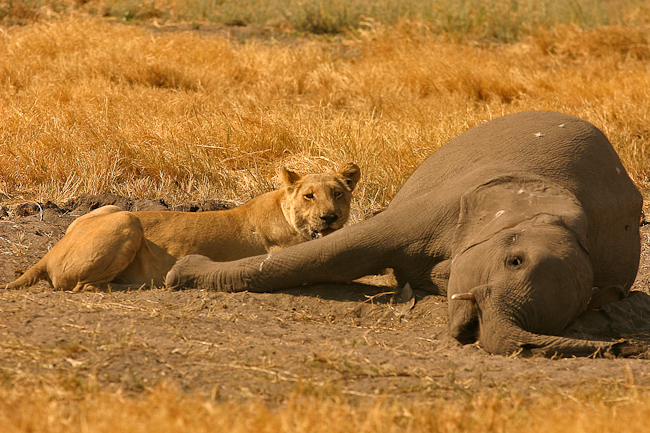 Lioness feeding on an elephant