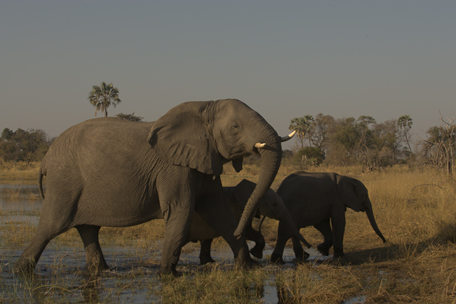 Elephants at Chitabe