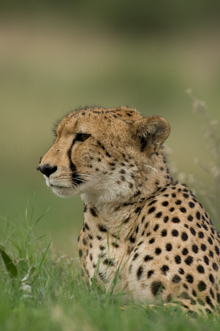 Cheetah at Chitabe