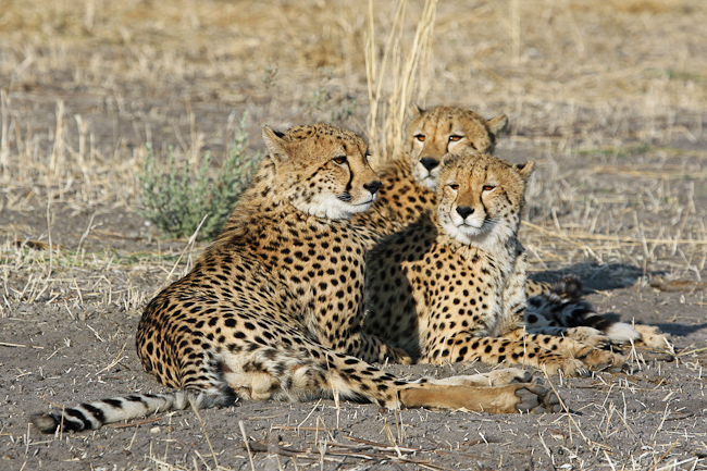 Cheetahs at Chitabe