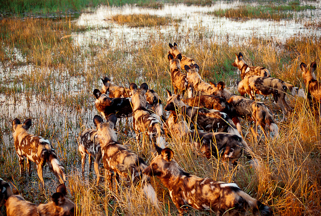 African Wild Dogs at Chitabe