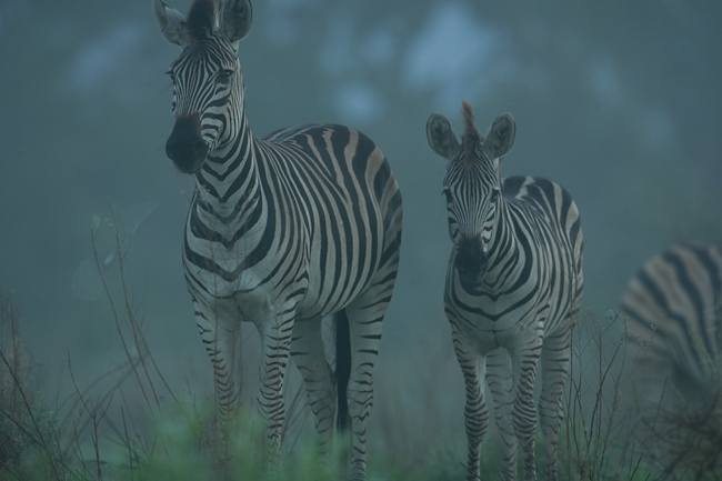 Zebras at dawn