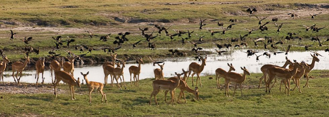 Impalas and geese