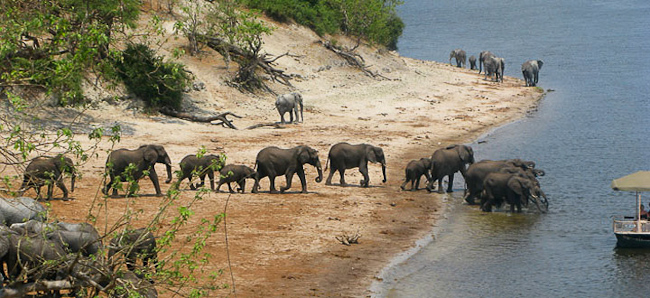 Elephants along the Zambezi river