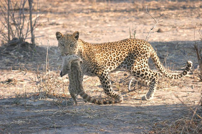 Leopard with a Genet