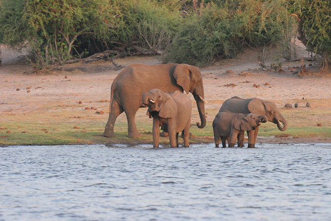 Elephants along the river