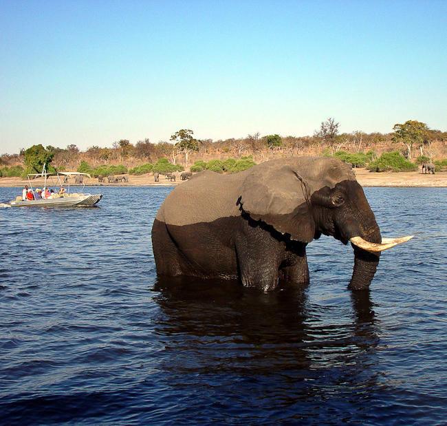 Boat excursion on the Zambezi river