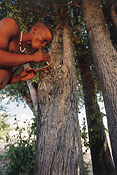 Bushman getting sap