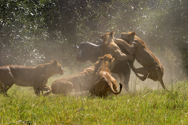 Tsaro pride taking down a buffalo at Duba