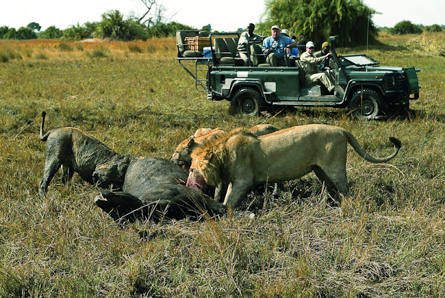 Lions with a kill at Duba