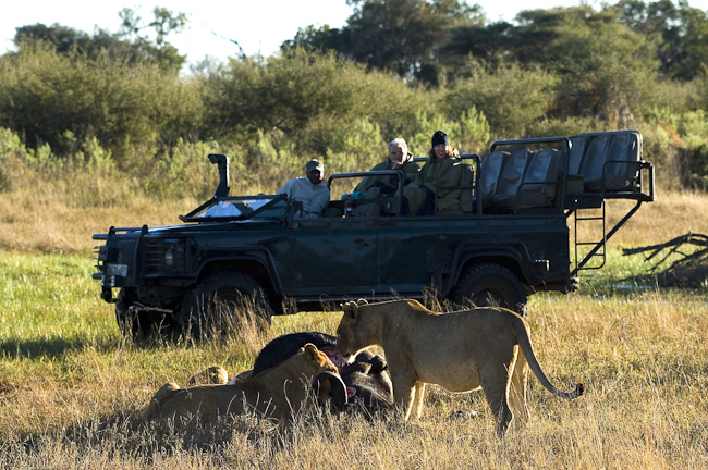 Lions feeding on a buffalo