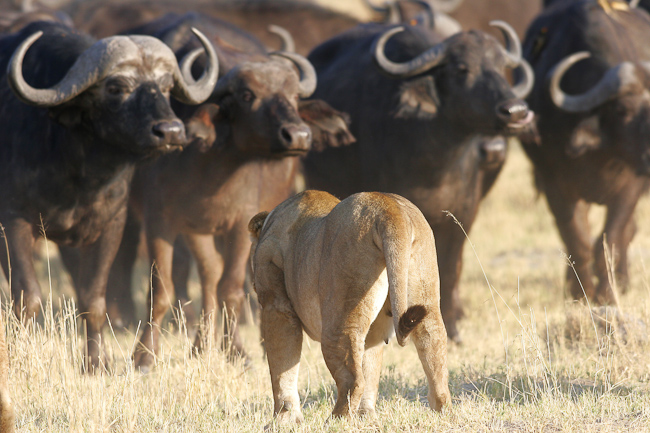 Lioness approaching the buffalo